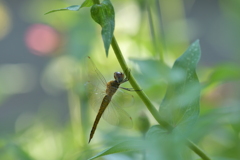 里山のトンボCCCLXV！