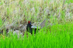 身近にいる野鳥CDLXXXVII！