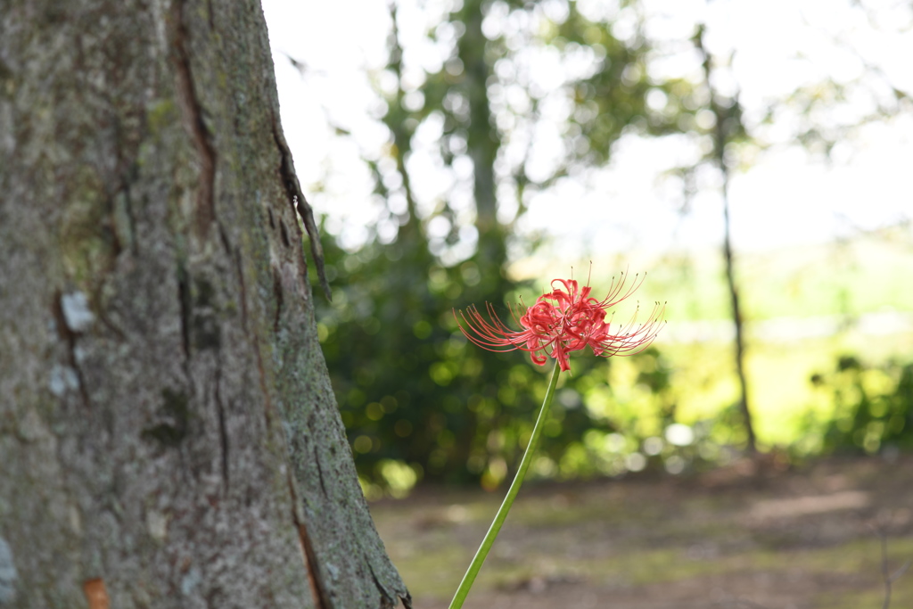 季節の花XCVII！