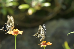 花と蝶II-XXXVII！