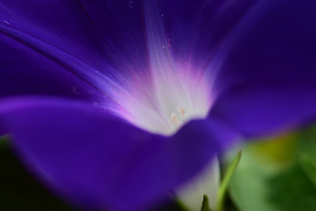 季節の花XXII！