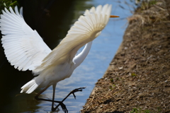 身近にいる野鳥LXXX！