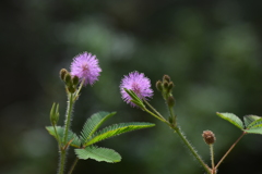 季節の花DVI！