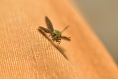 里山の蝶CDXXXV！