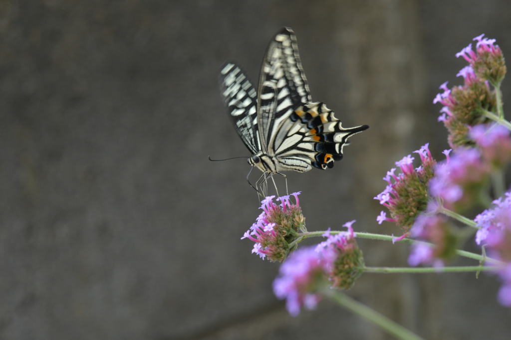 花と蝶II-CXXXVIII！