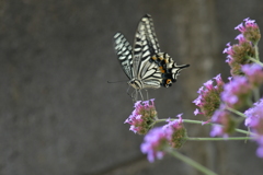 花と蝶II-CXXXVIII！