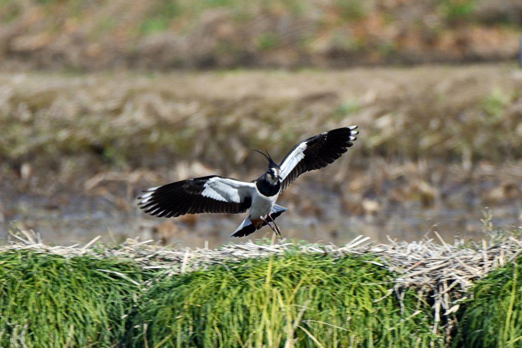 身近にいる野鳥CXXIX！