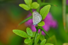 里山の蝶LVIII！