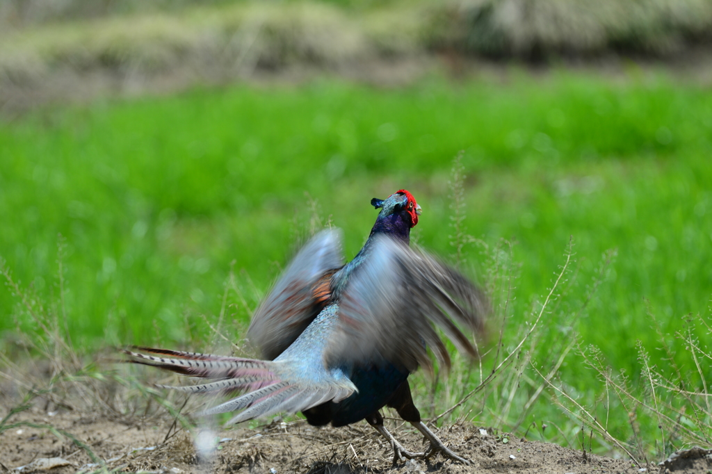 身近な野鳥XXXIII！