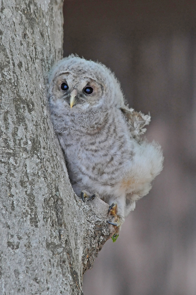 落ちちゃった！
