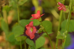 季節の花MX！