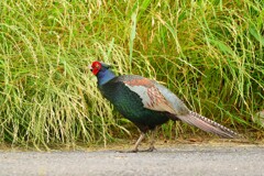 身近にいる野鳥CDLXXVII！