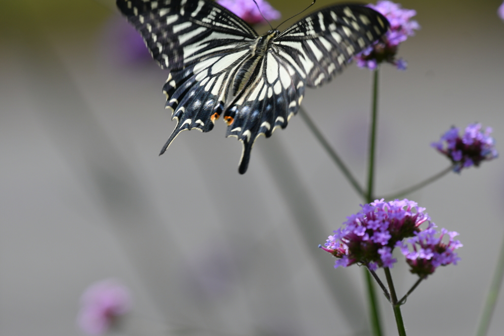 花と蝶MCCXXVII！