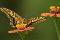 花と蝶II-CXXII！