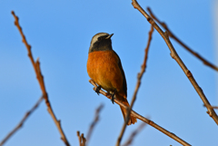 身近にいる野鳥CCXXXIII！