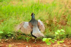 身近にいる野鳥DV！