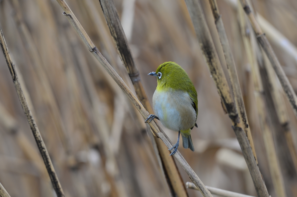 葭原で食事中！