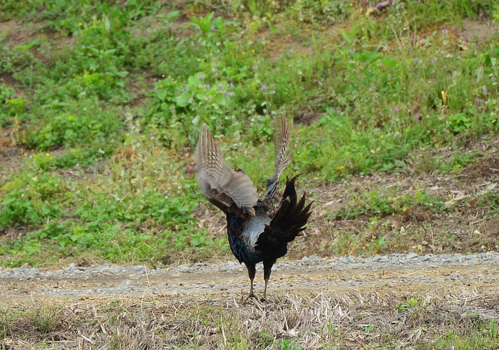 身近にいる野鳥CCCILXX！