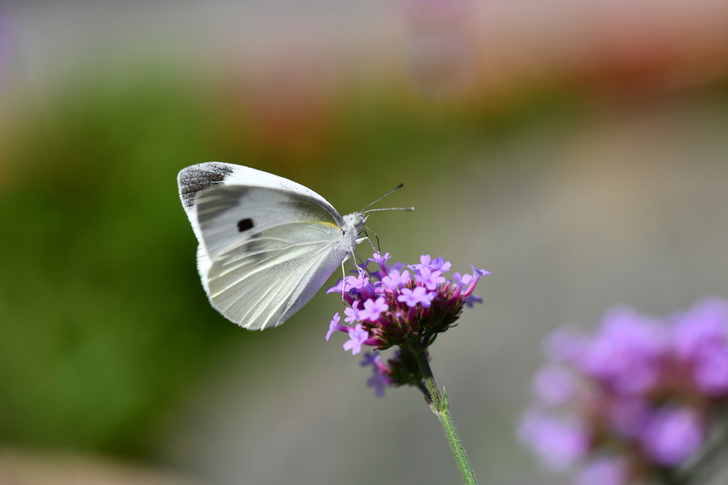 花と蝶CCCXXXIV！