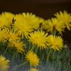 季節の花MCCLXIV！