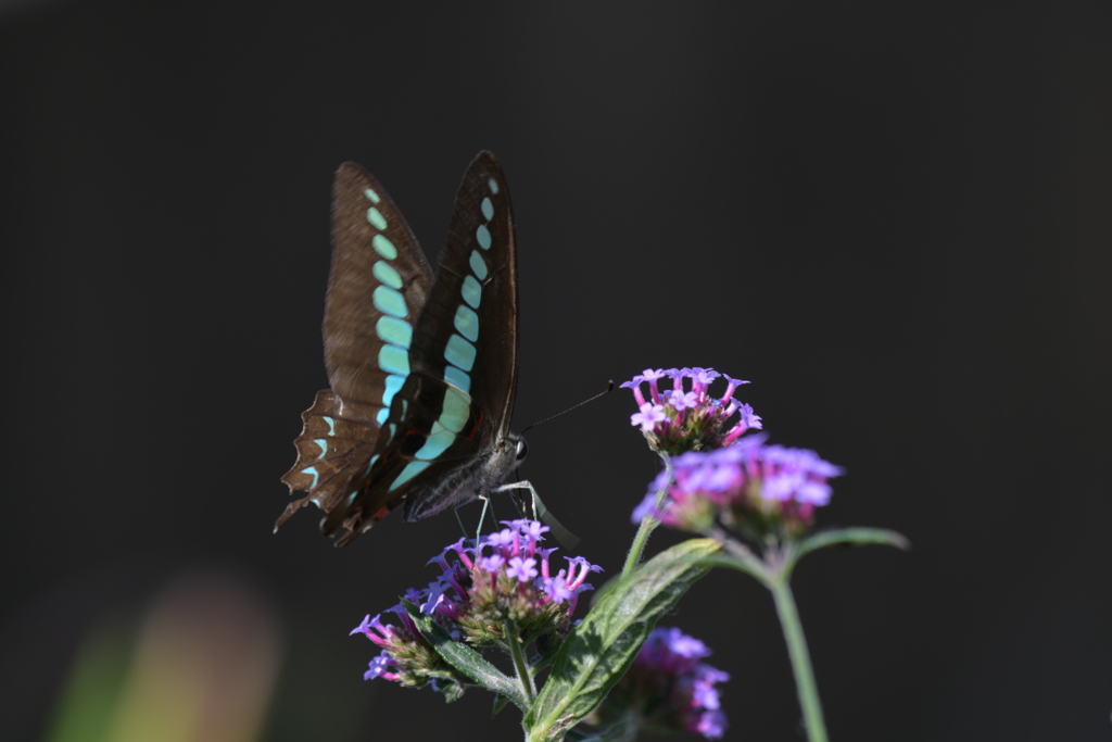 花と蝶MMCCCXXXVII！