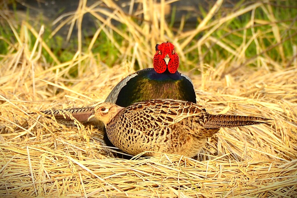 身近にいる野鳥CCCXCVI！
