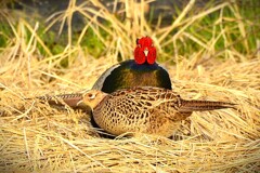 身近にいる野鳥CCCXCVI！