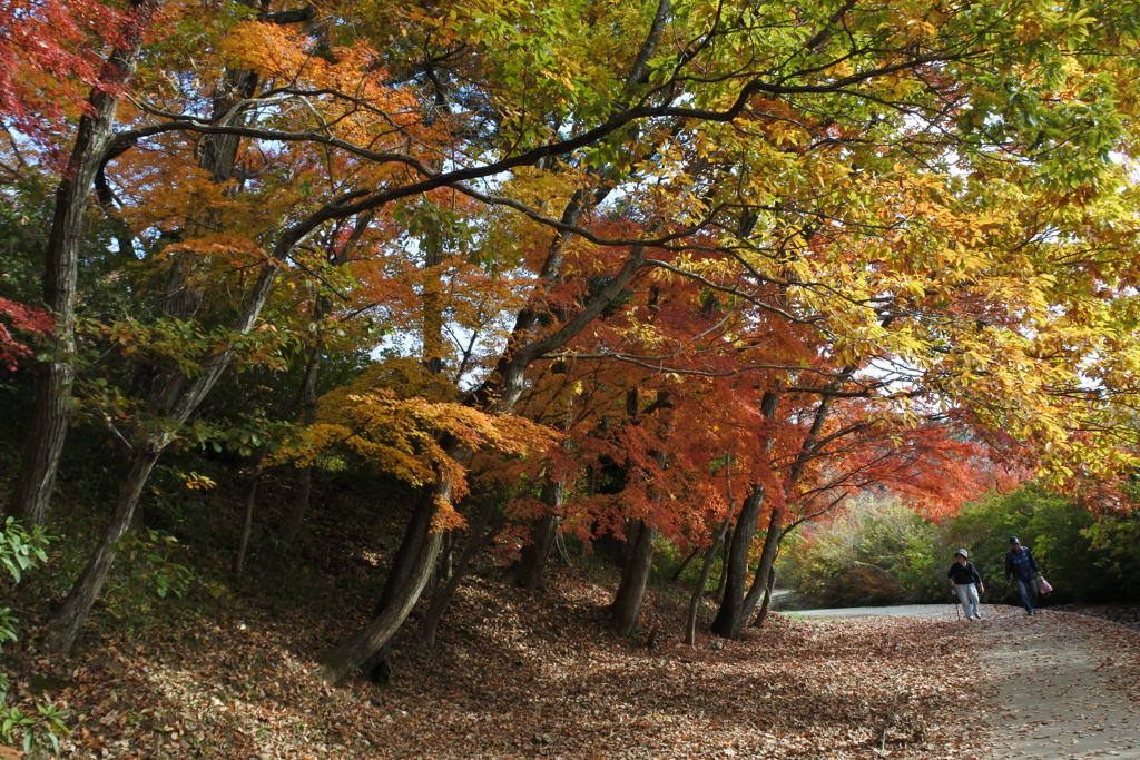 里山の秋II！