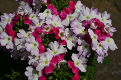 季節の花MCDLXV！