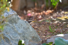 身近にいる野鳥CCCIV！