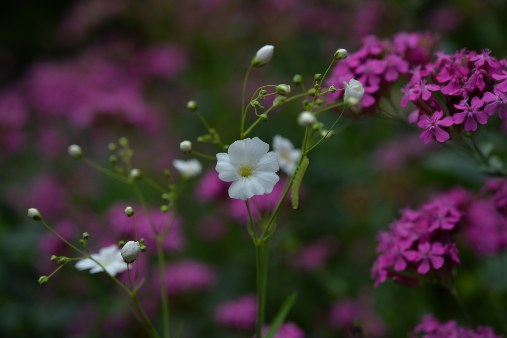 季節の花CDLXXII！
