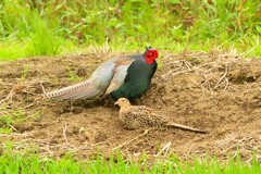 身近にいる野鳥CDLXVI！