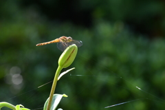 虫・昆虫と花CII！