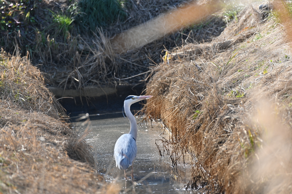 身近にいる野鳥CLXXV！