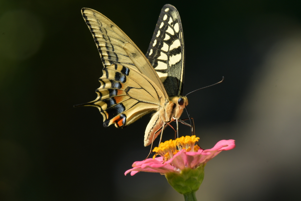 花と蝶MMMCDXCV！