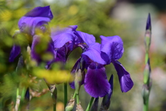 季節の花CCCLXXVII！