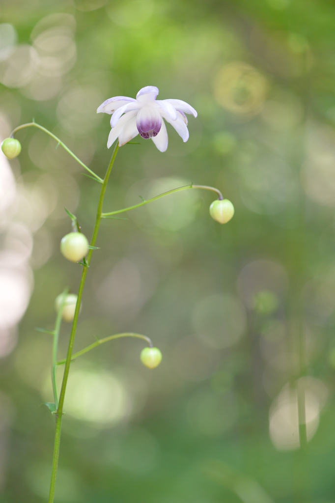 里山可憐花Ⅷ！