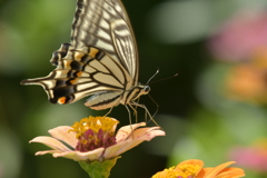 花と蝶II-CXXXIII！