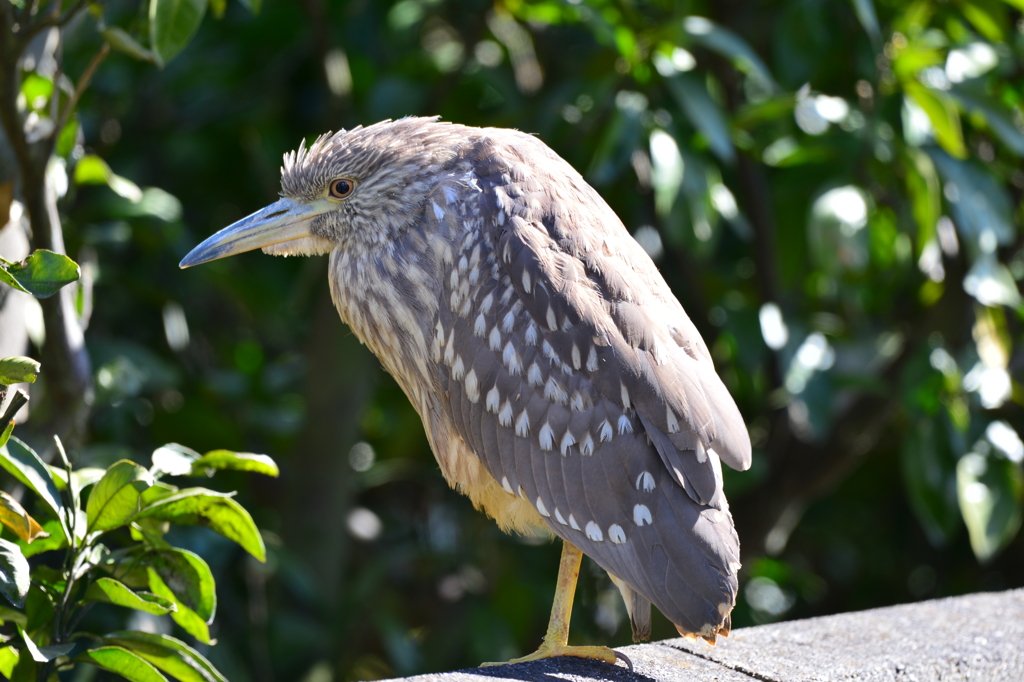 身近にいる野鳥CCLXXXV！