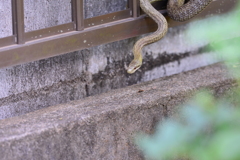両生類・爬虫類IV！