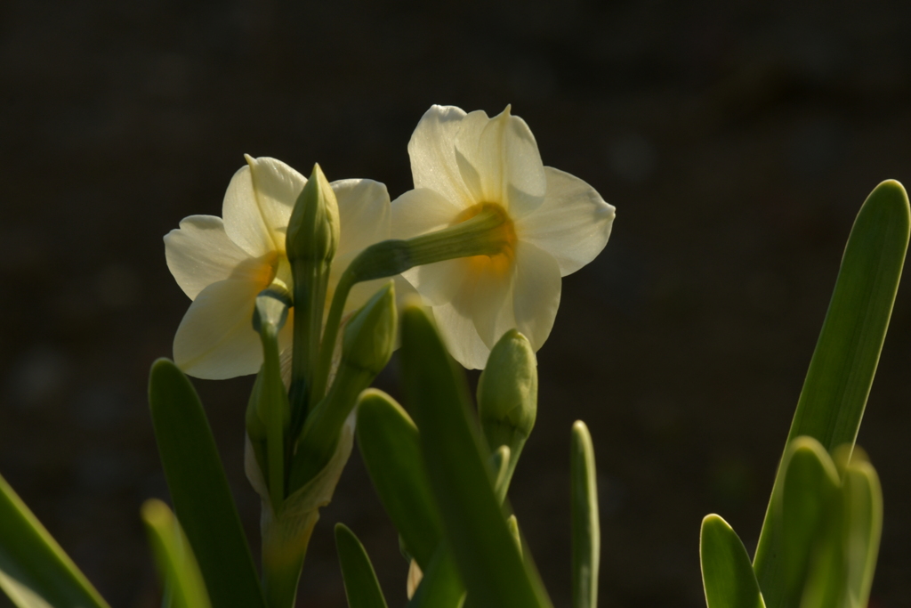 季節の花DXLIV！