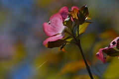 季節の花DCCVI！