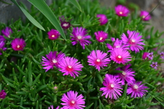 季節の花CDXLIV！