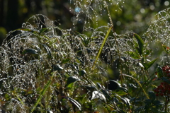 季節の花MDXXIV！