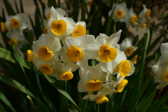 季節の花MCDXXXIII！