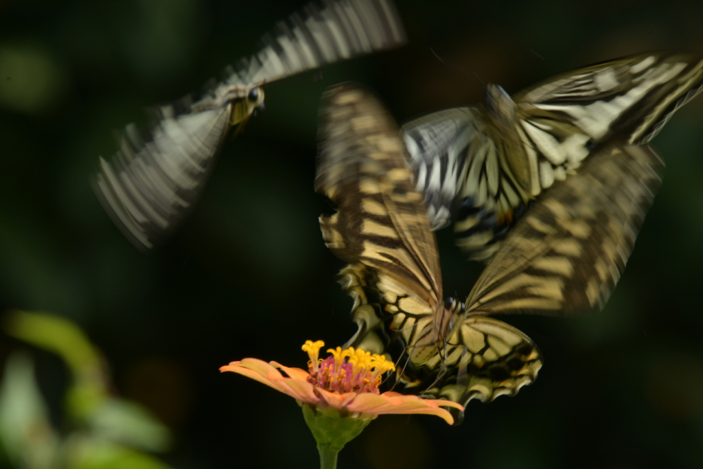 恋の季節CCCLXX！