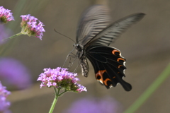 花と蝶II-LXXXVI！