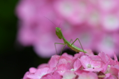 虫・昆虫と花CVI！