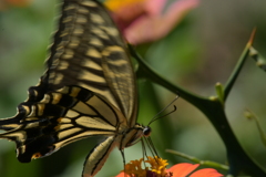 花と蝶MMMCDXCIX! 花と蝶MMMCDXCIX!