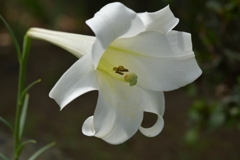 季節の花MDVI! 季節の花MDVI!